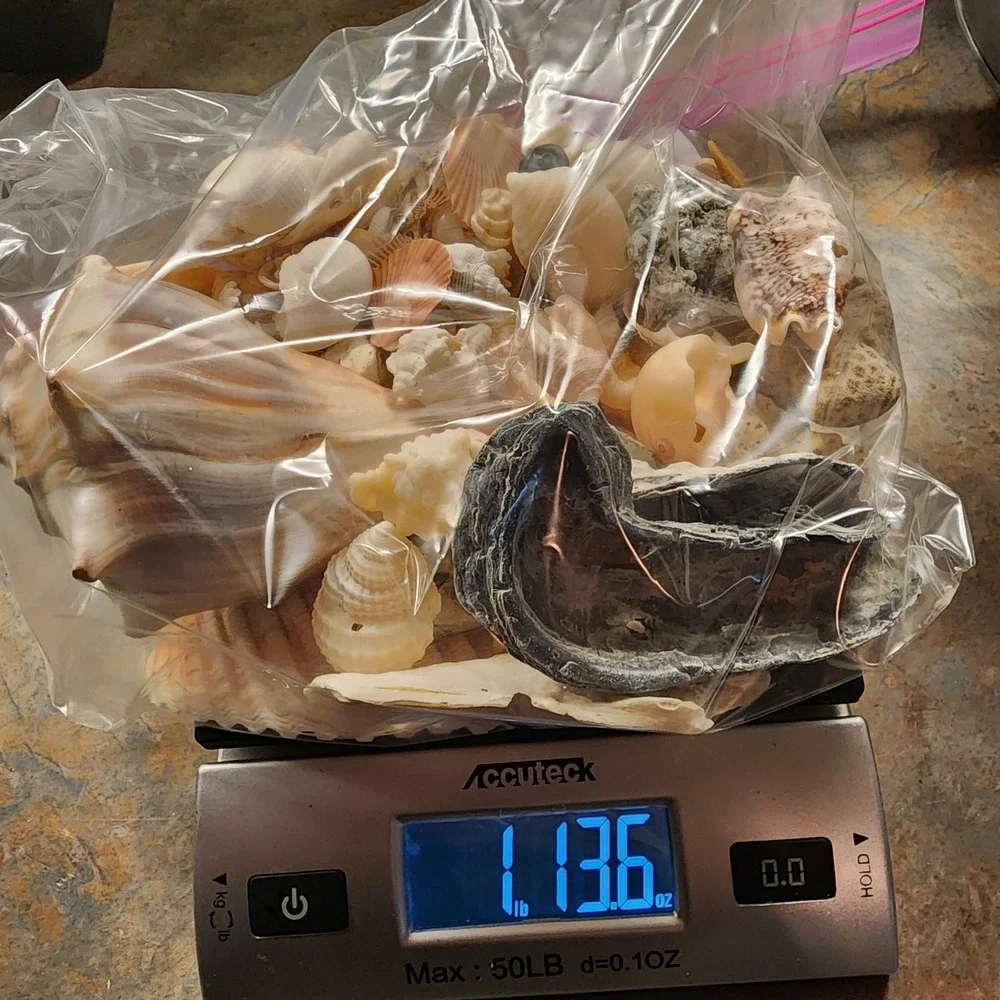 Beautiful Sea Shells Lot- Some Unique & Rare Shark teeth Aquarium Nautical Decor